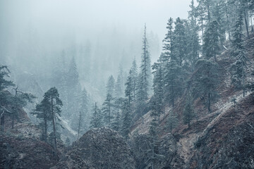 Idyllic view of snowfall over mountains and tree, Vorderriss, Bavaria, Germany