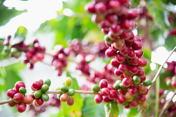 Red coffee beans with branch of coffee tree, ripe and unripe berries 