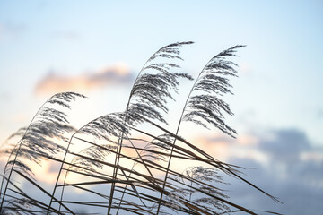 Reed spikelets (Phragmites australis) in the wind against an evening sky with clouds, copy space,...