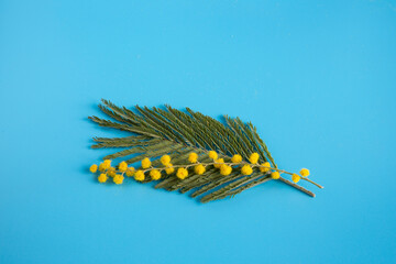 A twig with yellow round flowers and a green leaf of mimosa or silver acacia on a blue background.