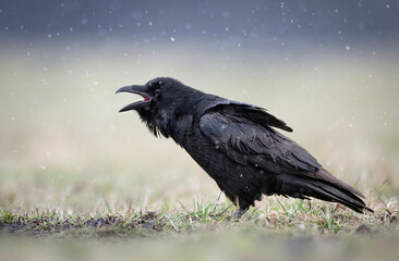 Raven ( Corvus corax ) in winter scenery