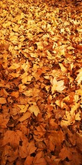 otoñal, añil, nostalgia, fondo pantalla, hojas, caer, amarilla, arce, naturaleza, ciclos, anaranjada, árbol, rojo, bosque, color, variopinto, follaje, con textura, dorada, brillante, octubre, 