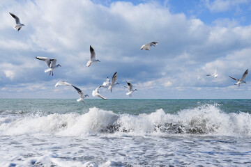 A flock of seagulls flies in the blue cloudy sky over the sea during the day and burrows into the waves. High quality photo