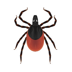 Light brown ixode tick. Causes tick-borne encephalitis and borreliosis. Vector illustration. Isolated on a white background.