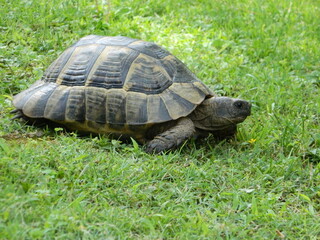 Land tortoise in nature on a glade