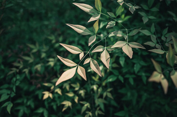 green leaves background