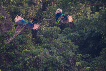 A male peacock is flying after a female peacock in the forest.