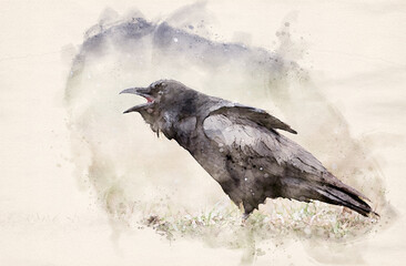 Obraz premium Raven ( Corvus corax ) waterpaint image