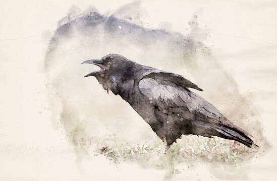 Raven ( Corvus corax ) waterpaint image