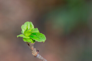 Branches of trees and bushes with buds and first leaves in spring, on a blurry background