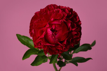 Beautiful red terry peony isolated on a pink background.