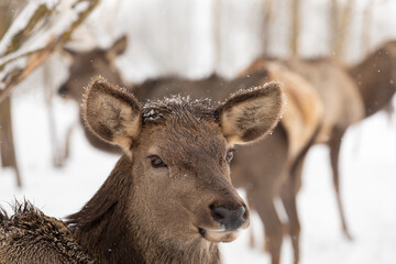 A female red deer poses for the camera. Close-up portrait . In the background is a family of deer in a winter forest