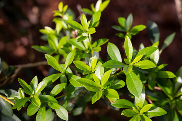 abstract green leaf texture, nature background in summer day