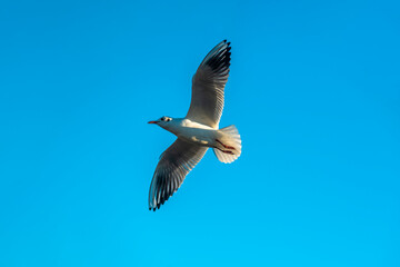 A seagull flying isolated in the blue sky