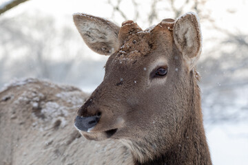 A large portrait of a red deer in a winter forest. The wild animal has branching horns cut off.