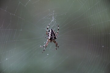 spider on the web