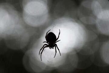 spider on the web