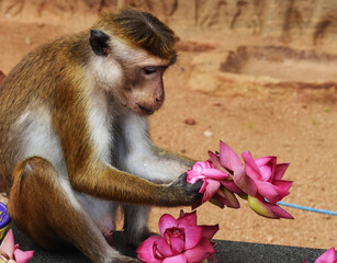Monkey eating lotus