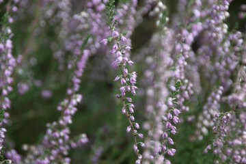 lavender flowers in the garden
