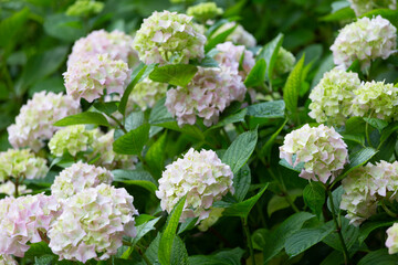 Closeup of green hydrangea (Hydrangea macrophylla)