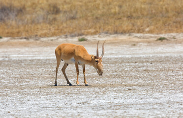 Saiga male in the steppe, Russia