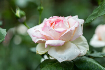 Big  blossoming white roses close up