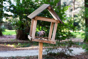 Jay Garrulus glandarius in the nature. A bird with blue wings eats food in a wooden house.