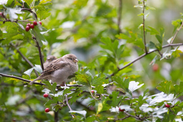 A sparrow sits on a tree branch on summer day