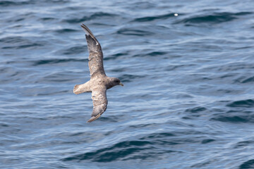Northern fulmar flies over the ocean on a sunny day