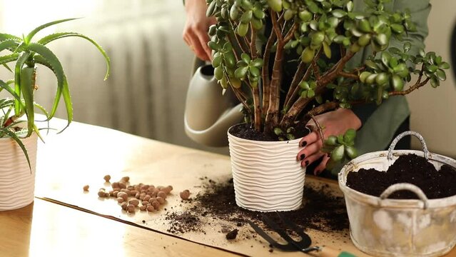 Woman watering Crassula plant at home after transplant plant into new pot, housewife, florist take care of domestic flowers, pour liquid, fertilize enrich dry ground, horticulture, gardening concept