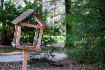 Jay Garrulus glandarius in the nature. A bird with blue wings eats food in a wooden house.