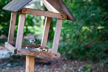 Tit and bird feeder in the winter park. Bird. Human concern for birds.