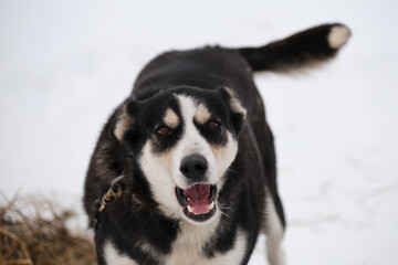 Cheerful black and white dog smiles and has fun in winter in snow on chain before starting running workout. The northern sled dog breed is Alaskan Husky strong energetic and hardy.