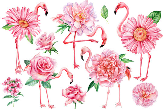 Set pink flowers and flamingos birds on a white background. Watercolor hand drawn illustration, digital design
