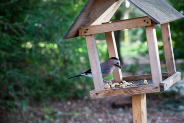 Jay Garrulus glandarius in the nature. A bird with blue wings eats food in a wooden house.