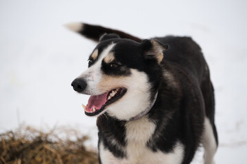 Cheerful black and white dog smiles and has fun in winter in snow on chain before starting running workout. The northern sled dog breed is Alaskan Husky strong energetic and hardy.