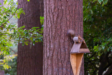 Feeder for squirrels and wild animals in the forest. Squirrel eats food