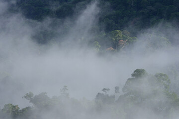 tropical rainforest landscape in the mist.