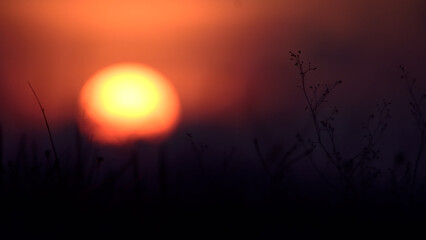 sunset in the tropical grassland field,twilight time romantic concept.