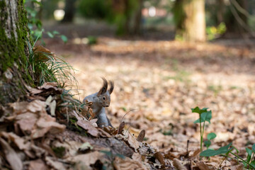 Funny fluffy squirrel with nut in teeth on a ground covered with colorful leaves on magical autumn background.