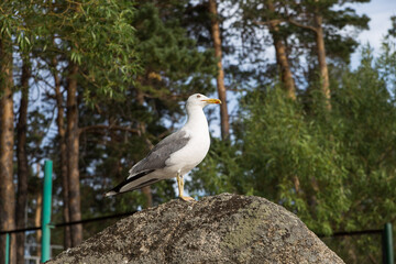 A seagull in its natural habitat on a stone sits opened its beak, the nature of Kazakhstan