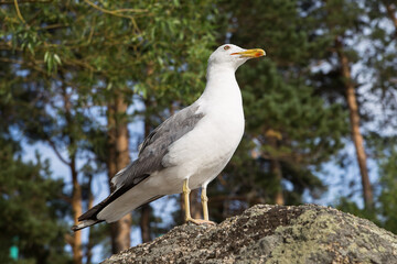 Obraz premium A seagull in its natural habitat on a stone sits opened its beak, the nature of Kazakhstan, close-up