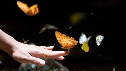hand holding a butterfly in the nature,nature conection concept.