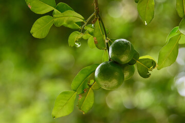 Green wild lemon fruits on tree with green background