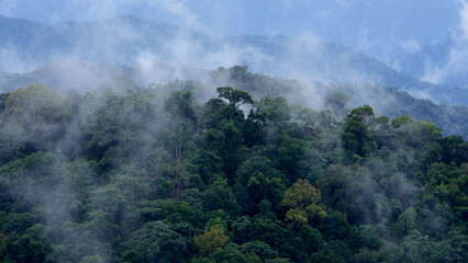 Fototapeta na wymiar tropical evergreen forest landscape in the mist,global warming concept.