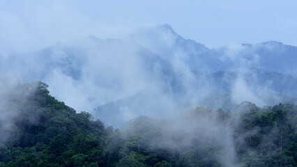 tropical forest landscape in the mist.climate change concept.