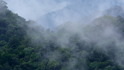 tropical forest landscape in the mist ,peak hill evergreen mountain in Thailand.