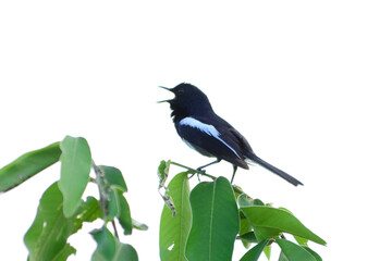 Isolate Blue magpie robin singing on branch tree call for couple birds.