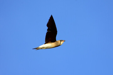 freedom bird flying with blue sky background,freedom concept.