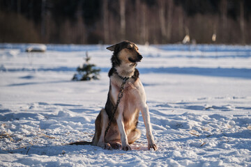 Large red and white dog in collar sits in snow in winter, tied to chain, resting and looking into distance. The Northern sled dog breed Alaskan Husky is strong energetic and hardy.